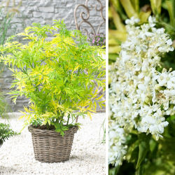 sambucus nigra -golden tower